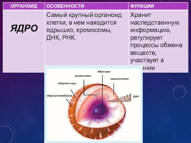 Ядрышко функция органоида. Органоиды клетки ядро. Строение ядра клетки. Ядро и ядрышко строение. Органоид клетки ядро функции