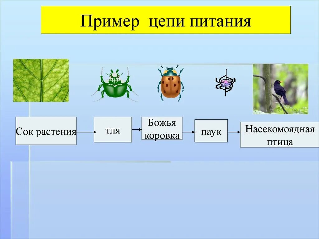 Установите последовательность звеньев цепей питания. Цепи питания выедания по биологии. Растительная цепь питания. Цепи питания 5 кл биология. Цепь питания растений 3 класс.