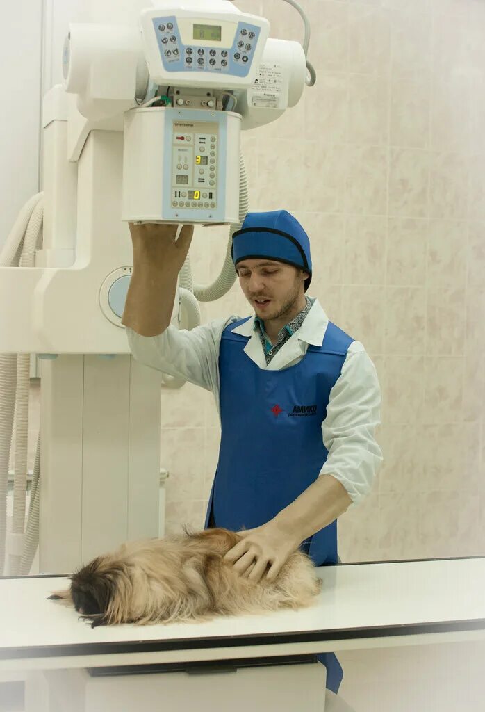 Ветклиника на ветеринарной 4 нижний новгород. Ветеринар нижний. От носа до хвоста львовская 2д. Зоозащита-нн нижний новгород. Нижний новгород ветеринарная клиника эврика даля 14.