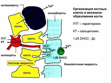 Паратгормон и кальций
