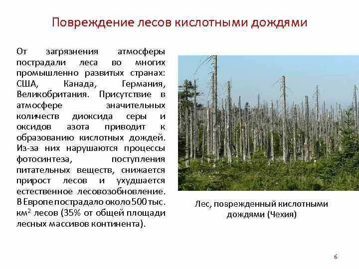 Загрязнение атмосферы кислотные дожди. Антропогенное воздействие на лес. Влияние кислотных дождей на леса. Антропогенное воздействие на леса.