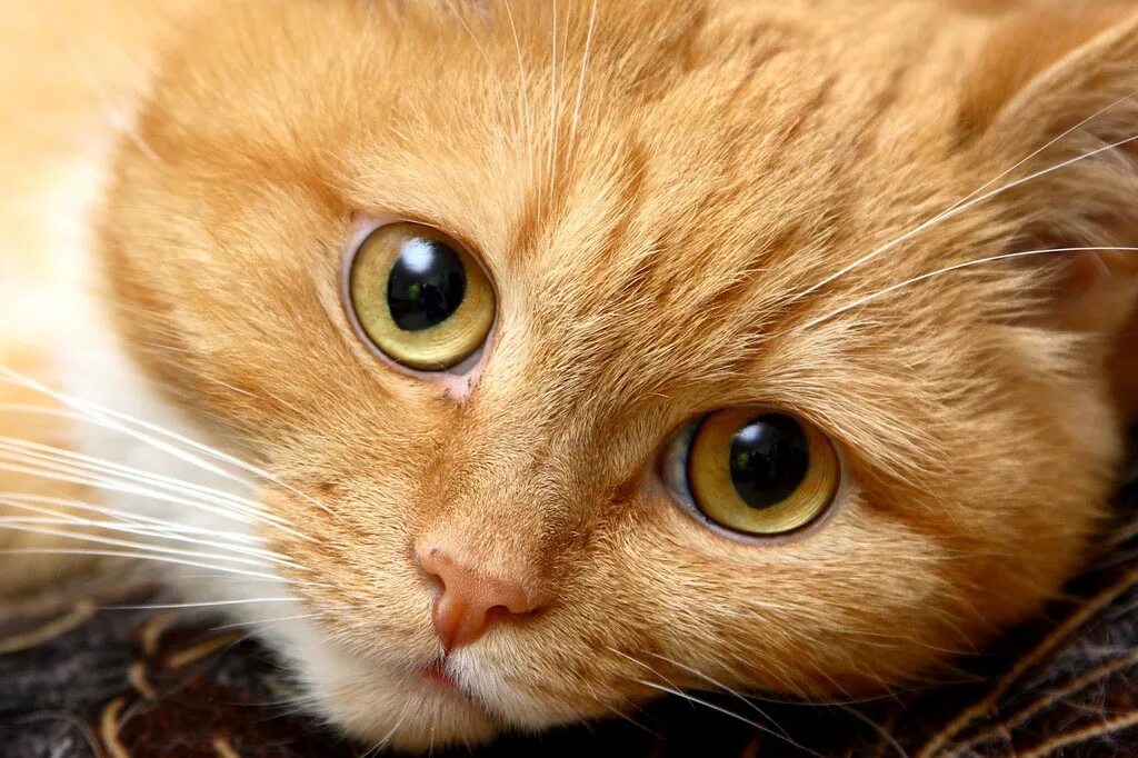 Рыжая кошка. Красивый рыжий котик. Рыжая кошка. Рыжая кошечка. Рыжие пушистые коты.