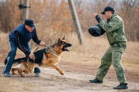 Где обучиться на кинолога