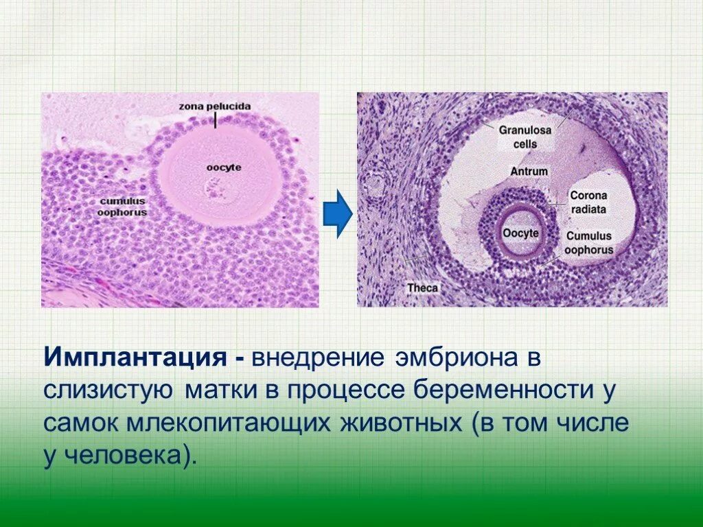 Имплантация оплодотворенной яйцеклетки. Движение плодного яйца к матке. Внедрение эмбриона в матку. Имплантация бластоцисты гистология. Внедрение эмбриона в матку.