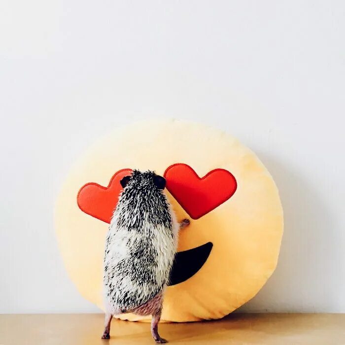 Любящий ежик. Любящий ежик. Ежик вампир. Люблю тебя мой ежик. Ежики любовь.