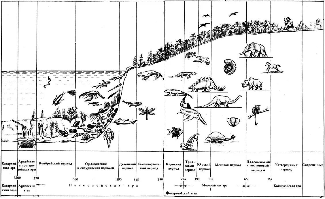 Хронологическая последовательность групп животных. Этапы развития земли схема. Этапы развития жизни на земле схема. Этапы возникновения жизни на земле схема.