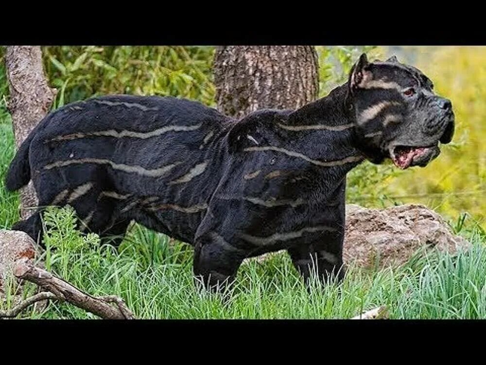 Куцехвостый хмонг. Куцехвостый хмонг собака. Вьетнамский хмонг собака. Куцехвостый хмонг щенок.