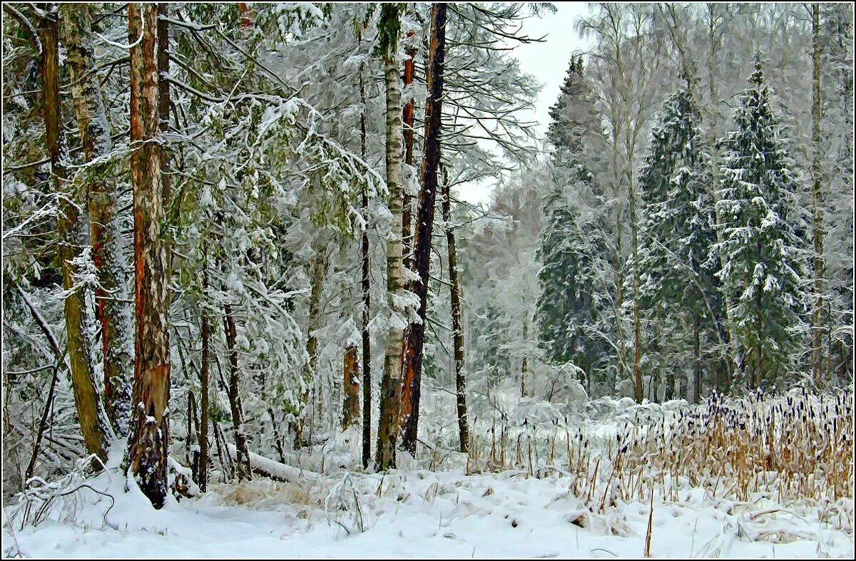 начало зимы видео. осень первый снег. ноябрь природа. снежная осень. начало зимы видео.