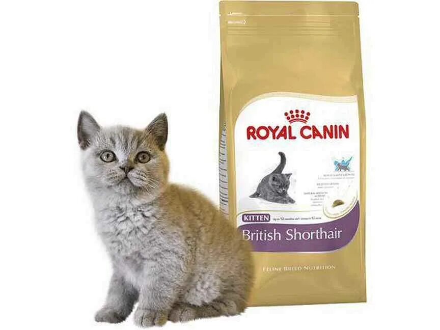 Каким кормом кормить шотландских котят. Роял канин для шотландских котят. корм для котят роял канин для шотландцев. роял канин для шотландских кошек вислоухих. роял канин для британских кошек.