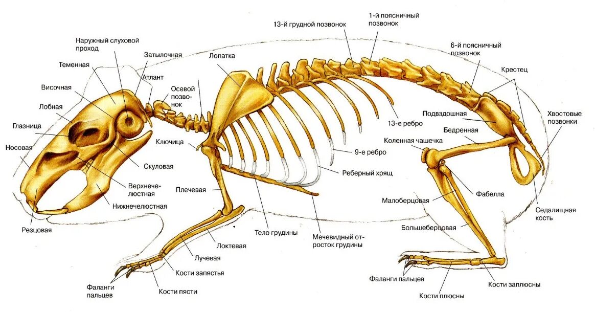 Особенности скелета кролика. Строение морской свинки анатомия самца. Строение скелета морской свинки. Анатомия морской свинки скелет. Скелетное строение морской свинки.