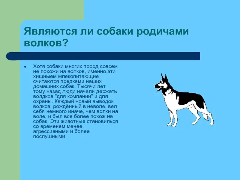 Собака какой породы больше всего похожа на предка собак волка. Волк похож на собаку ли. Какие породы собак похожи на Волков. Предком домашней собаки был волк.. Текст волк и собака