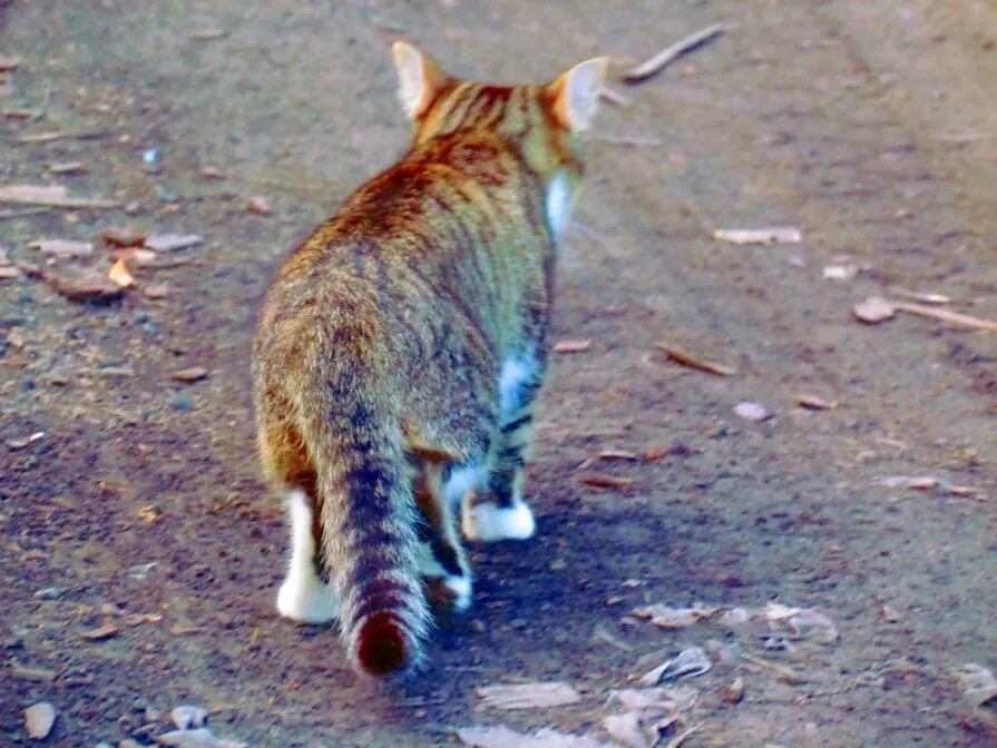 уходящая кошка. кошка обернулась. кот уходит. видео уходящий кот. рыжий кот уходит.