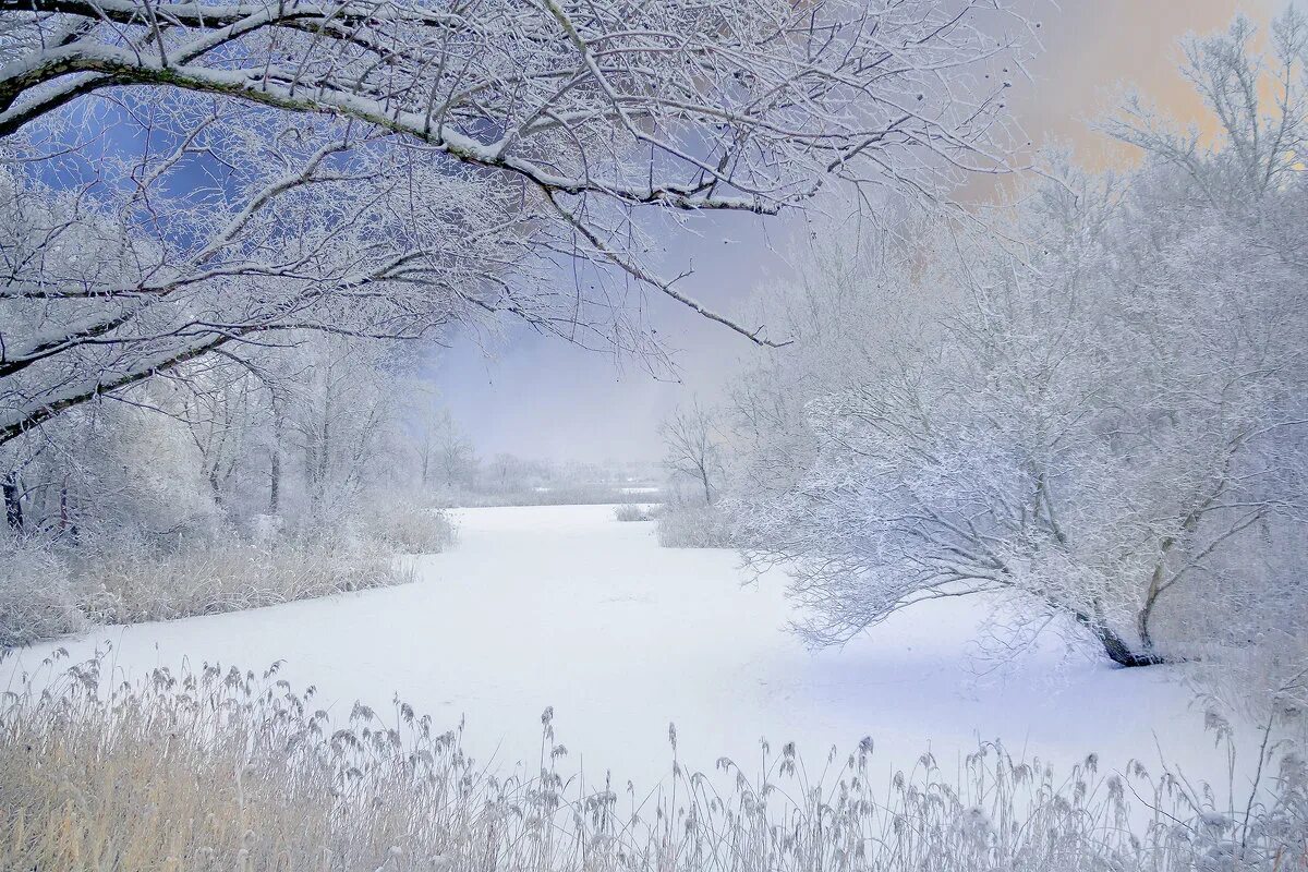 застыли реки и земля застыла слушать. иней в светлом яре. фотоконкурс зимний пейзаж. снежное безмолвие. остыли реки.