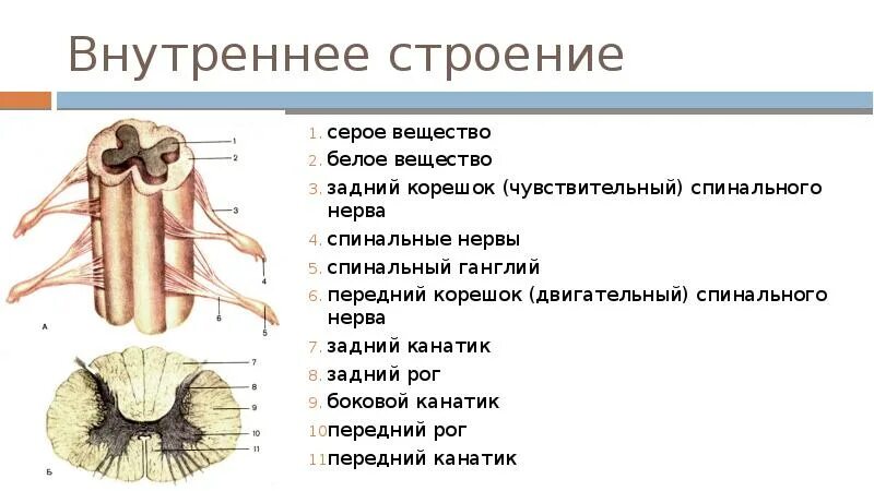 Входят в состав задних корешков спинного мозга. Строение спинного мозга задний Рог серого вещества. Анатомия спинного мозга боковой канатик. Функция задних канатиков белого вещества спинного мозга. Строение заднего корешка спинного мозга.