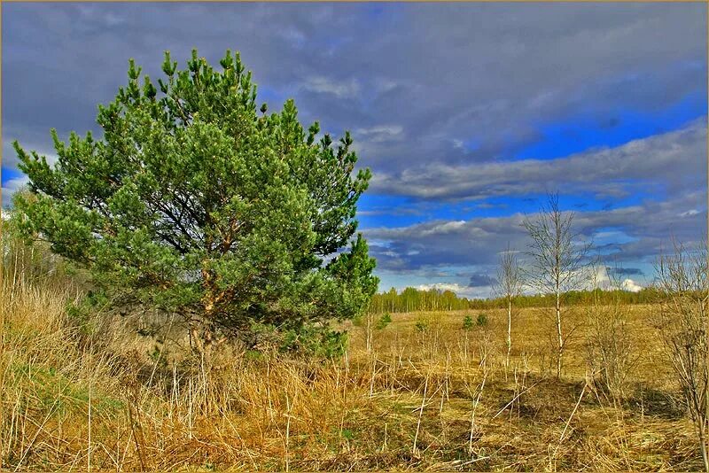 Три сосны марий эл. Цырик нарасун. Сосна в степи. Сосна в поле. Сосна в поле.
