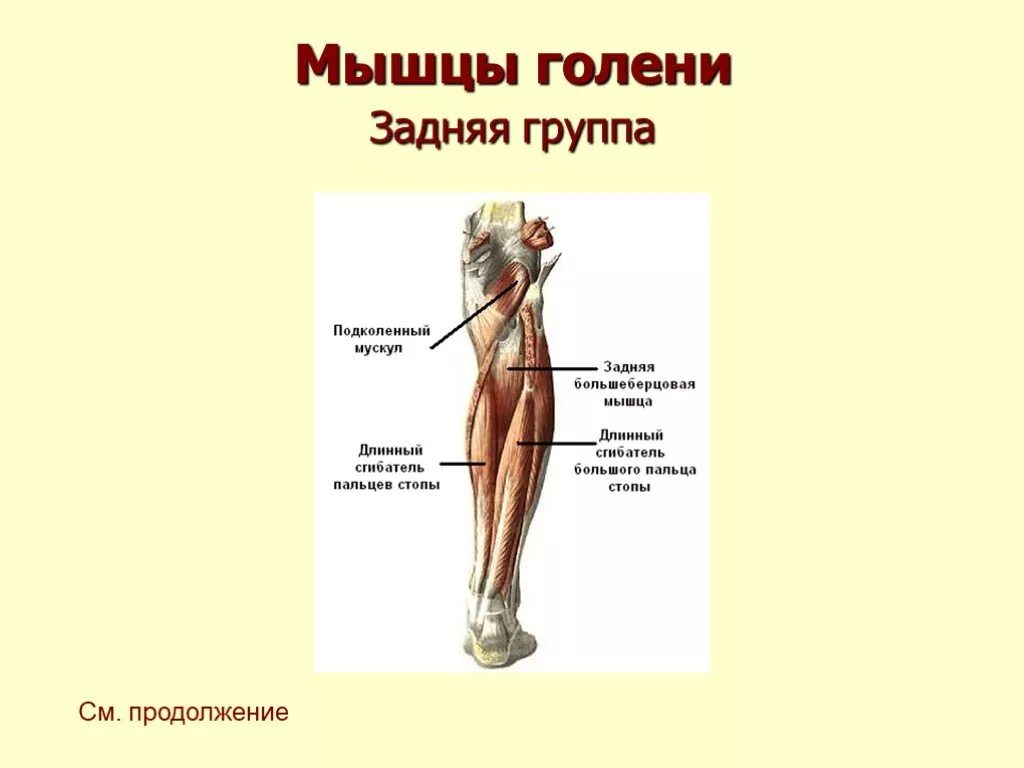 Голень у человека где находится 4 класс. Задняя группа мышц голени таблица. Мышцы голени передняя группа таблица. Мышцы голени. Мышцы голени задняя группа.