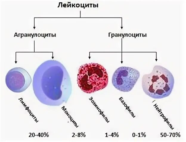 Продолжительность жизни гранулоцитов и агранулоцитов. Палочкоядерные нейтрофилы (band %). Строение и функции базофильных гранулоцитов. Сколько гранулоцитов. Гранулоциты и агранулоциты.
