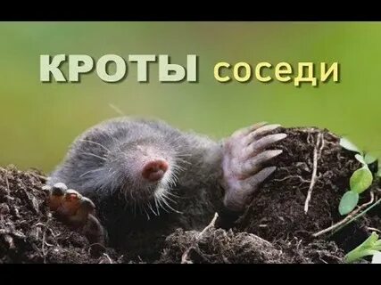 Спящий крот