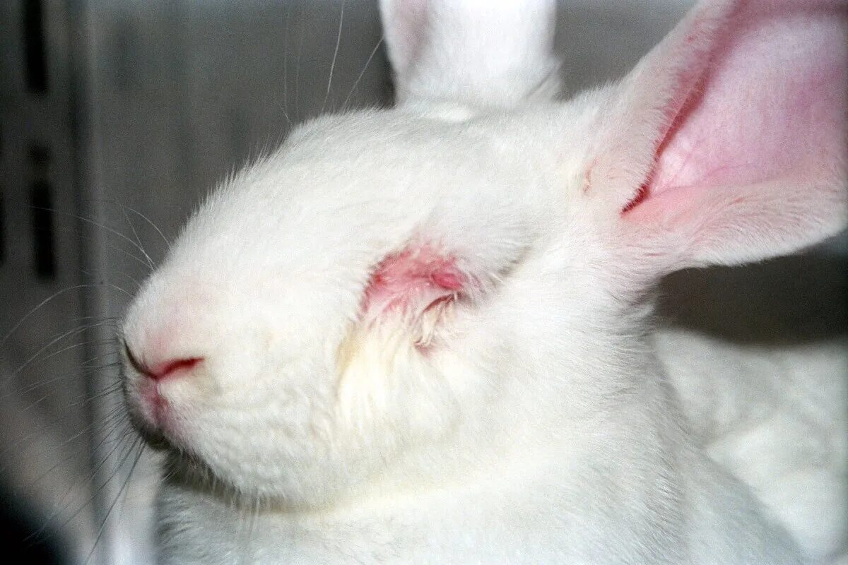 Инфекционный кератоконъюнктивит кроликов. Косметику тестируют на кроликах. Испытание косметики на кроликах. Ребит холе