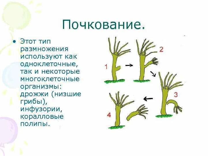 Почкование это пример какого размножения Гидра Размножается Путем 70 фото и картинок