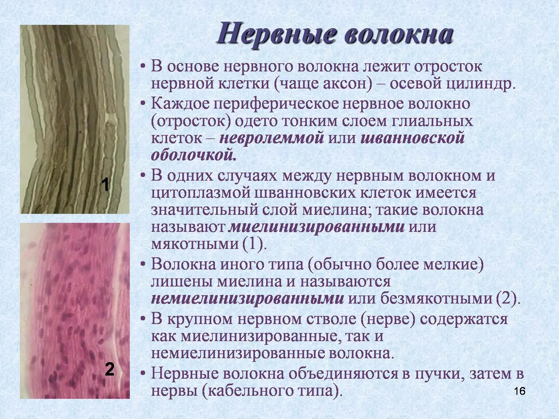 Термин нерв. Нервные волокна. нервные волокна образованы. нервное волокно состоит из. строение и функции нервных волокон.