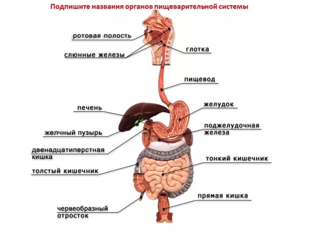 Желудок тест 8 класс. Пищеварительная система человека схема органов пищеварения. Система органов пищеварения 8 класс биология. Схема расположения органов пищеварительной системы человека. Схема пищеварительной системы человека пищеварительный тракт.