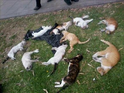Почему не пришли cats