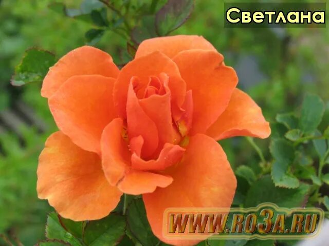 Роза :: Светлана Ященко - Социальная сеть ФотоКто