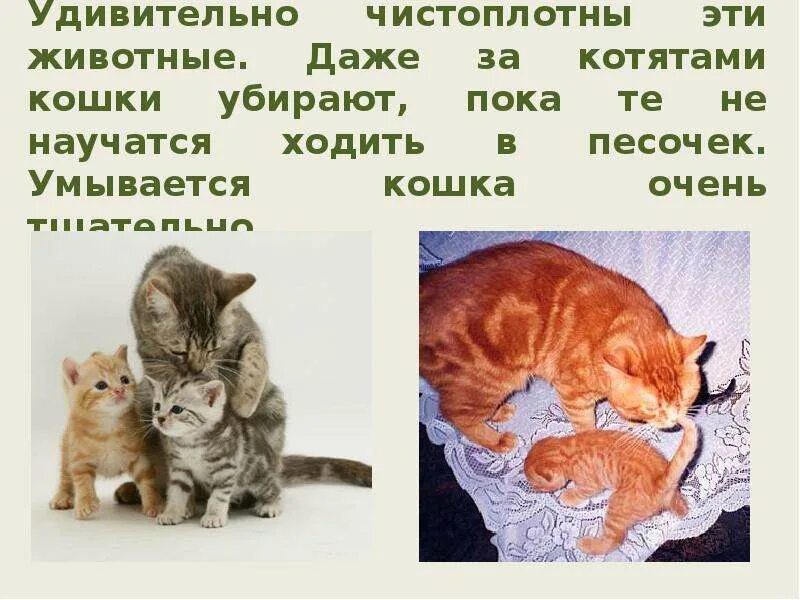 Рассказ маленький котенок. Описать как кошка умывает котят. Как умывается кошка и как она умывает котят. Рассказ как кошка умывает своих котят. Забота о котенке рисунок.