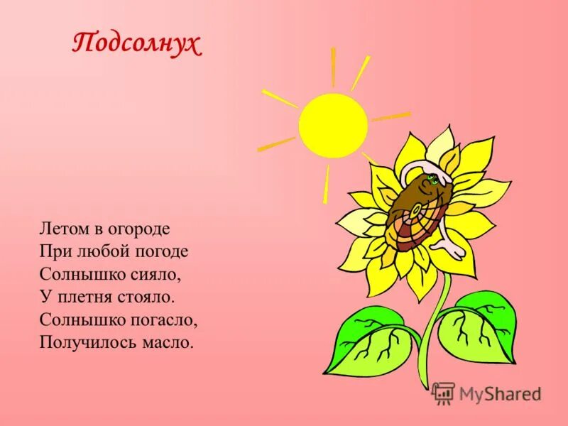 Подсолнух загадка. Загадка про подсолнух. стих про подсолнух. загадка про подсолнух для детей. стихотворение про подсолнух для детей.