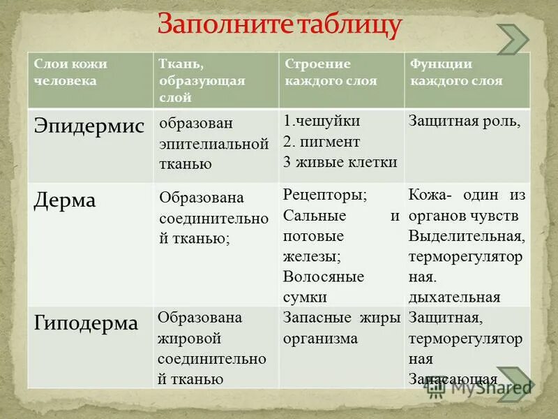 Слои кожи строение и функции таблица. Таблица слои кожи строения каждого слоя и функции каждого слоя. Слои кожи стропнип функции. Слои кожи человека ткань образующая слой строение функции.