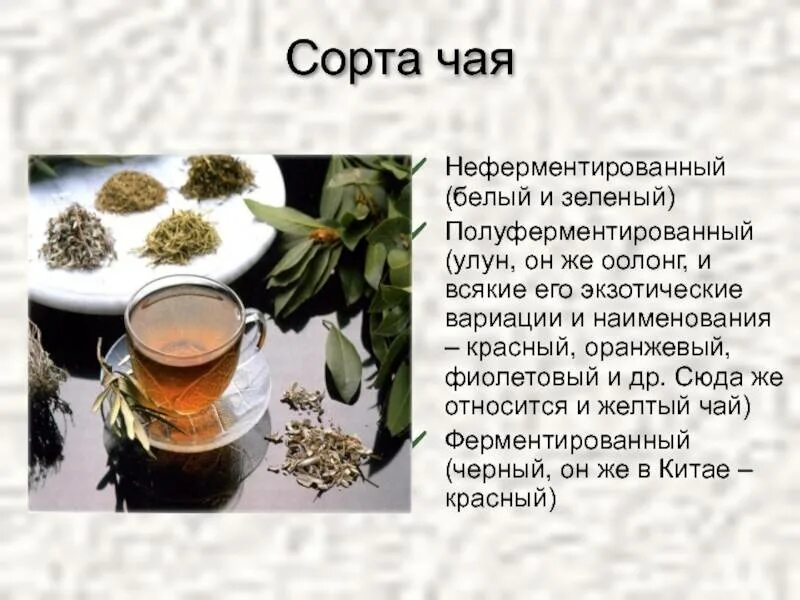 Сорта чая. Чай по сортам. Сообщение о зеленом чае. Чай и его свойства.