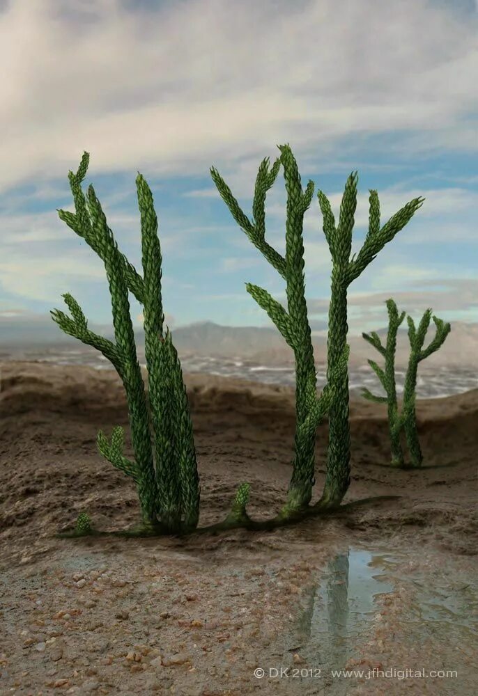Asteroxylon mackiei. Плауновидные девонского периода. Астероксилон растение плаун. Риниофиты Девонский период.