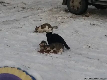 Двое брошенных