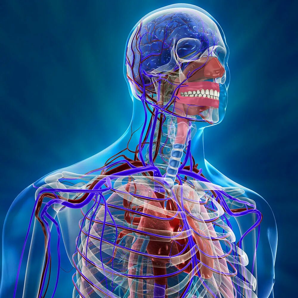 Анатомия человека. Человеческий организм. Тело человека анатомия.