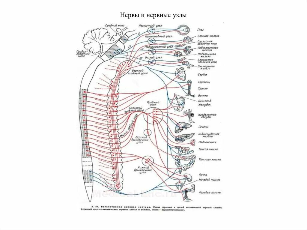 Ганглии нервной системы человека. Нервные узлы. Нервы и нервные узлы. Нервные узлы человека схема