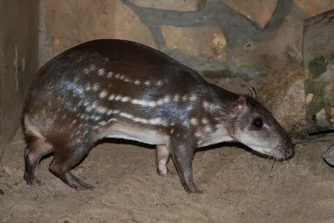 Паки животное