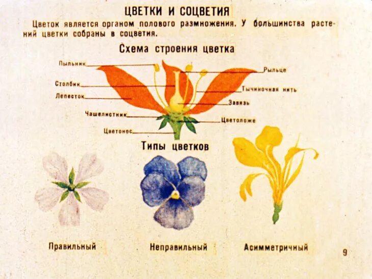 Правильный цветок. Правильные и неправильные цветки. Неправильный цветок. Цветок неправильной формы.