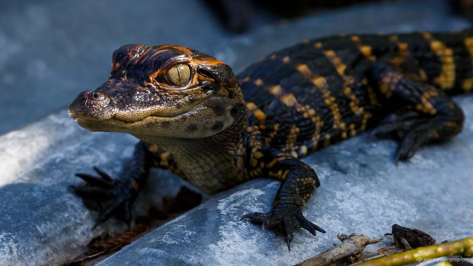 Costa Rican Man Spends 2 Days in Tree to Escape Crocodiles - The Costa Rican Tim