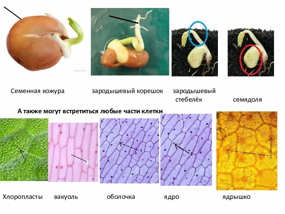 Клетки зародышевого корешка
