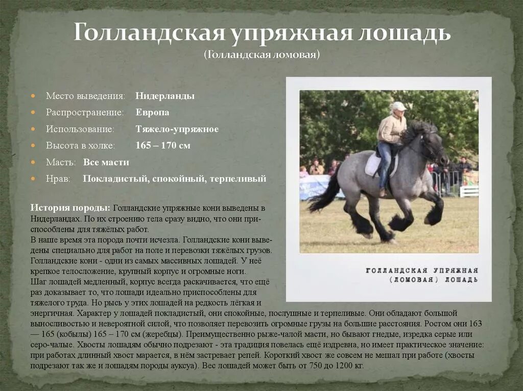 медленные лошади даты