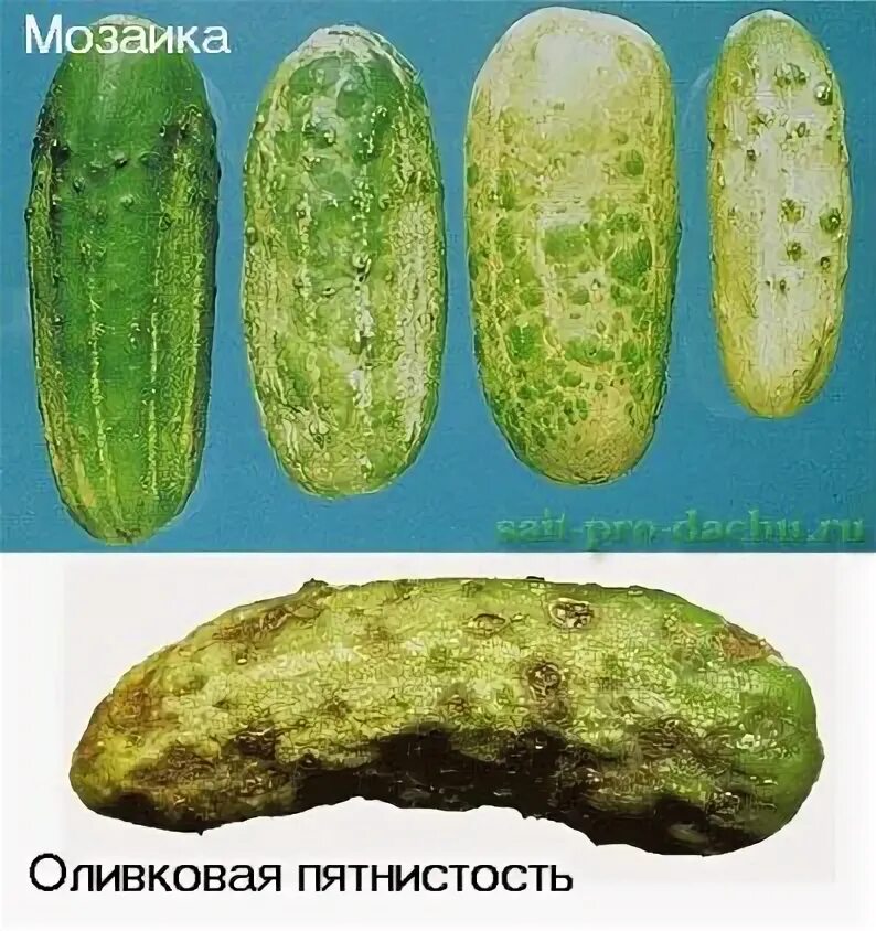 Болезни огурца в теплице - фото, лечение, правильная обработка