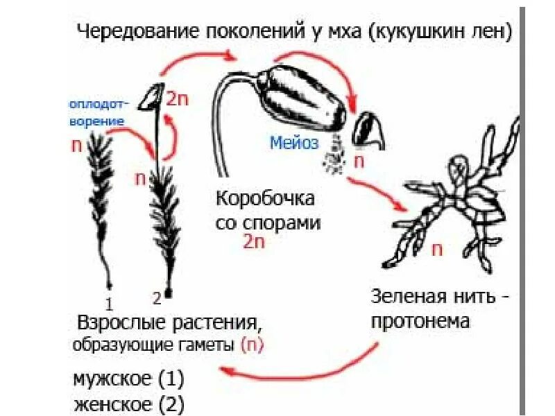 Чередование поколений происходит. Жизненные циклы растений схемы мхов. Цикл развития мохообразных с чередованием поколение. Жизненный цикл мха Кукушкин лен схема ЕГЭ. Жизненный цикл мхов ЕГЭ схема.