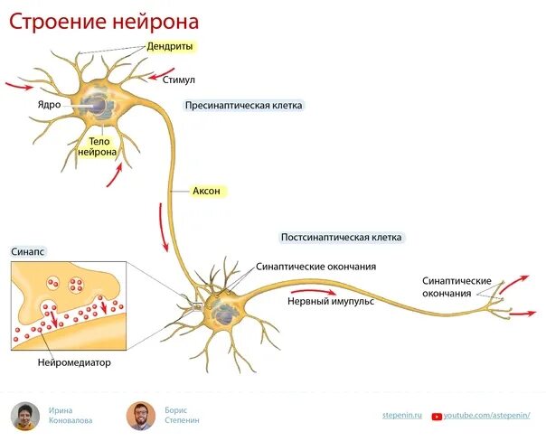 Нейрон состоит из тела и отростков. Строение нейрона и синапса. Дендрит тело нейрона Аксон синапс. Нейрон Аксон дендрит синапс.