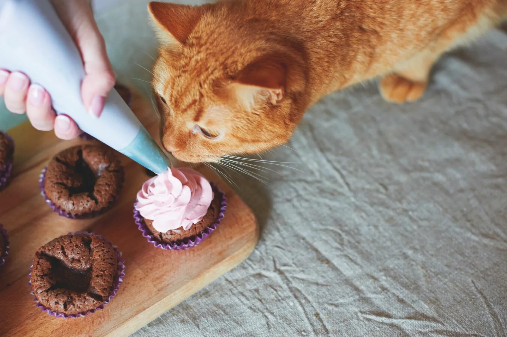 Который ест все подряд. Котик ест тортик. кошка ест пирожное. кот и сладости. рыжий кот ест торт.