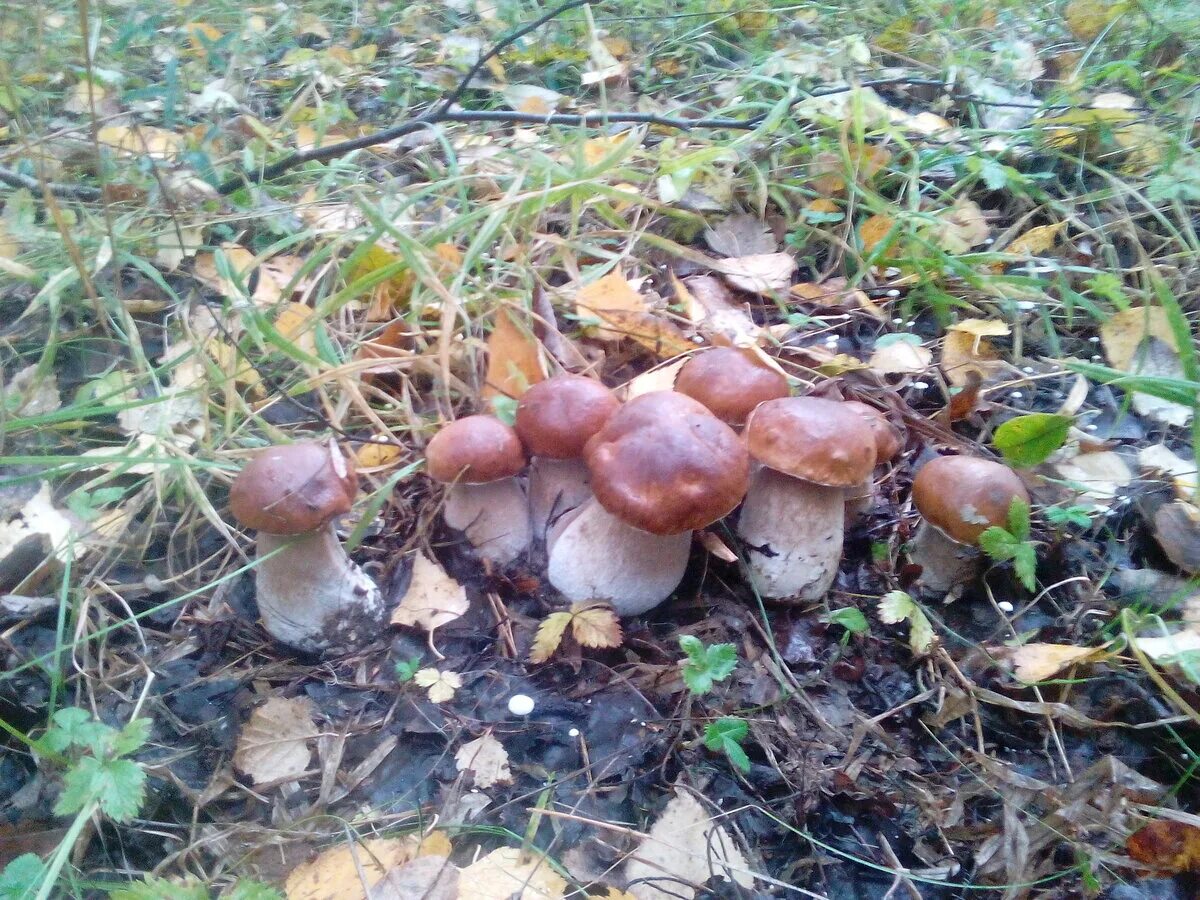 Много грибов. Много грибов в лесу. Много белых грибов. Белые грибы в лесу. Когда растут грибы в лесу