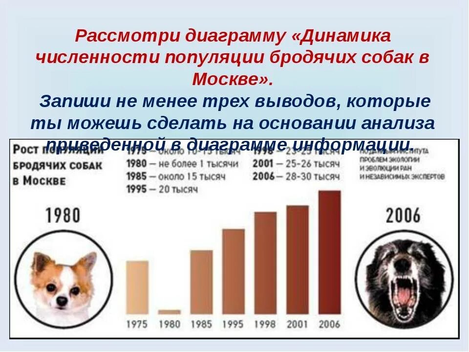 Статистика животных в россии. Численность бездомных животных. Численность бездомных животных в мире. Статистика бездомных животных. Статистика собак в России.