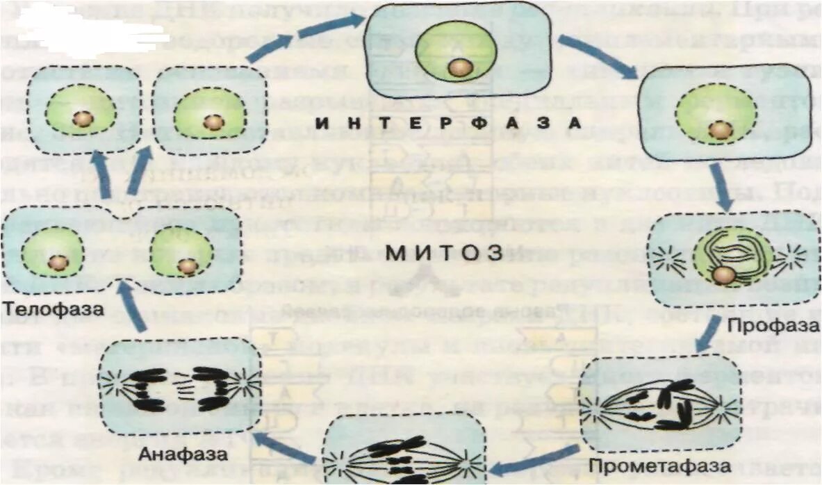 Деление растительной клетки схема. Процесс деления клетки рисунок. Деление клетки растения схема. Процесс деления клетки растения.