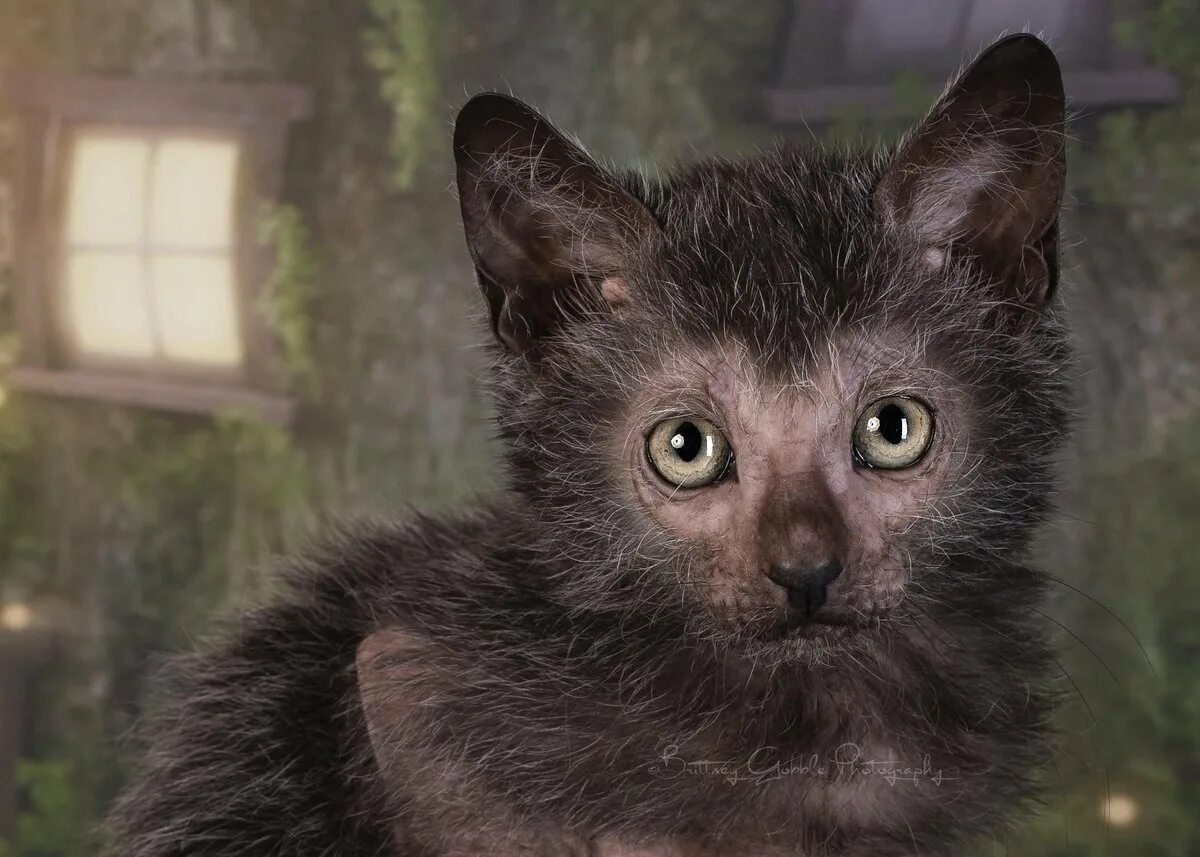 Кот породы ликой. Котенок лике. Ликой кошка котята. Ликой. Котенок лайк.