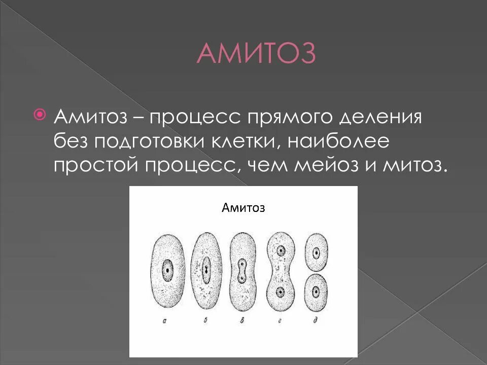 Деление клетки амитоз. Фрагментация амитоз. амитоз этапы. амитоз эндомитоз политения.